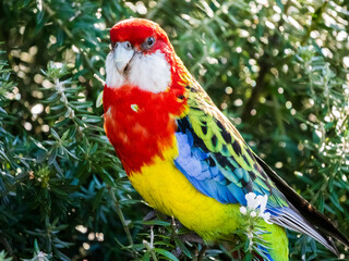 parrot on a branch