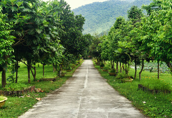Fototapeta na wymiar Road to the jungle in Vietnam