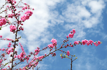 桃の花のクローズアップ