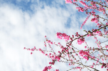 桃の花のクローズアップ