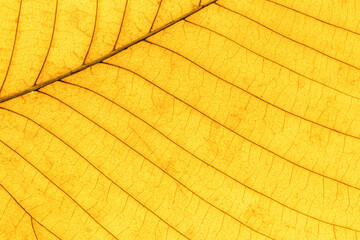 Macro photo of autumn yellow alder leaf natural texture as organic background. Fall colored yellow leaves texture close up with veins, autumnal foliage, beauty of nature. Botanical design