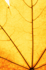 Macro photo of autumn red yellow maple leaf with natural texture as natural background. Fall colors gradient backdrop with leaves texture close up veins, autumnal foliage, beauty of nature.
