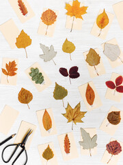 Fototapeta na wymiar Autumn herbarium flat lay with sticking leaves on paper cards. Top view wooden table with pressed colorful dry leaves from diffrent trees, creative hobby, craft handmade with natural materials