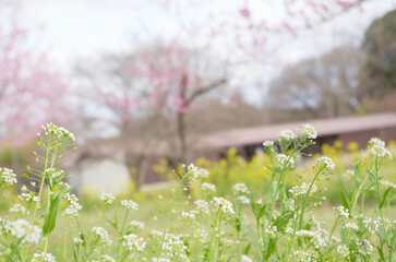 古河総合公園のナズナの花ごしに見た桃の花