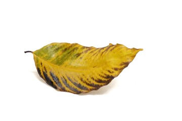 The leaves that had fallen from the tree not long ago There is still a bit of green and yellow with black edges.