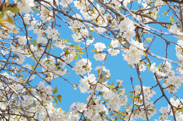 青空と桜の花
