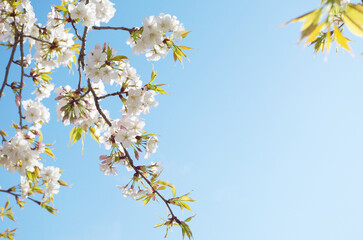 Obraz na płótnie Canvas 青空と桜の花