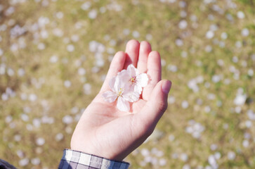 桜の花をのせた掌