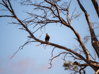 Eagle on branch