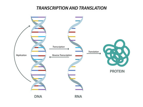 Scientific biological model DNA and RNA transcription and translation
