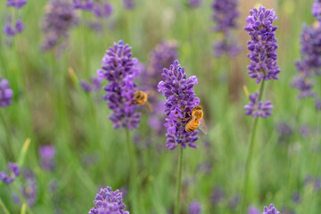 Naklejka premium Bees on the lavender flowers.
