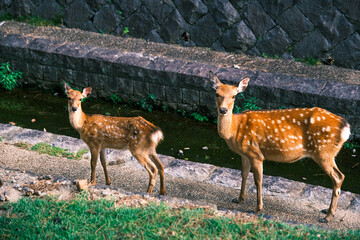 【#奈良】親子連れの鹿