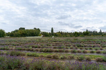 Lavender flowers in lavender land field