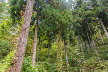 白川郷　合掌造り　世界文化遺産　飛騨高山　板壁　晩夏