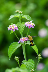 オオスカシバが花の蜜を吸う