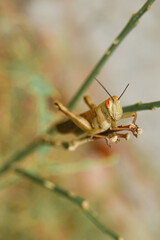 macro photography of the pest Valanga nigricornis is perching on the trunk of an orange tree whose leaves have been eaten.