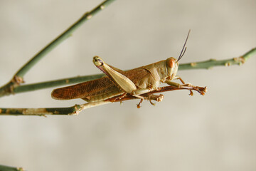 macro photography of the pest Valanga nigricornis is perching on the trunk of an orange tree whose leaves have been eaten.