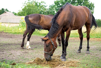 Naklejka na ściany i meble brown horses frolic in the stable. horse breeding