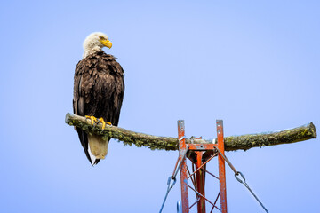Bald Eagle perched.