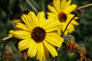 Yellow flowering terminal indeterminate racemose radiate head inflorescences of Encelia Californica, Asteraceae, native gynomonoecious deciduous shrub in the Santa Monica Mountains, Springtime.