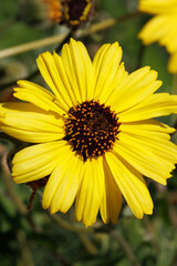 Obraz premium Yellow flowering terminal indeterminate racemose radiate head inflorescences of Encelia Californica, Asteraceae, native gynomonoecious deciduous shrub in the Santa Monica Mountains, Springtime.