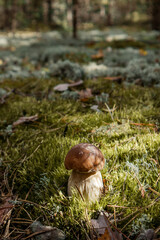 Edible boletus edulis mushroom growing in the moss. Beautiful sunshine scene
