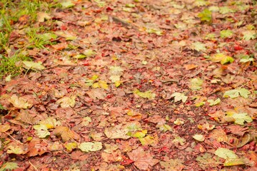 Peaceful autumn scene in forest
