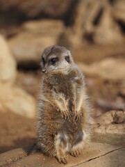 Fototapeta premium ミーアキャット