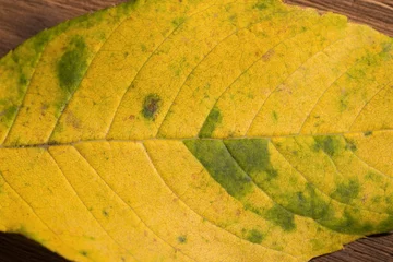 Foto op Aluminium Yellow leaf © vectorfusionart