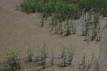 Reed grass in brackish water of Napa river and the San Pablo Bay