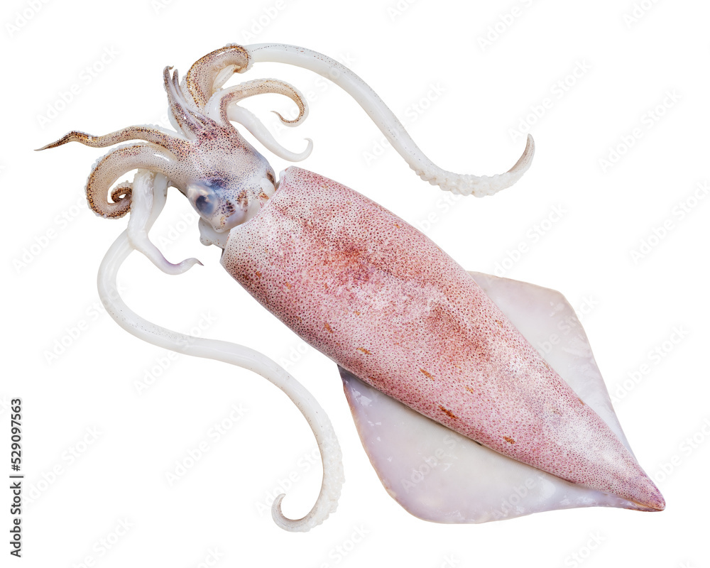 Wall mural fresh squid isolated on white background, squid isolated on white with clipping path.