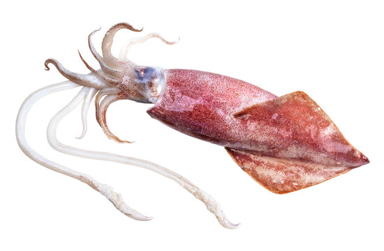 Fresh squid isolated on white background, Squid isolated on white with clipping path.