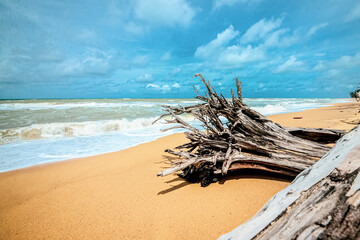 Fototapeta na wymiar driftwood on the beach