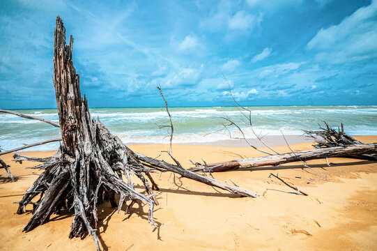 dead tree at beautiful beach