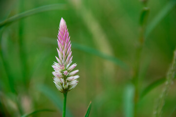 Pink celosia argentea plant background on flower tips