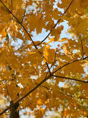 Yellow autumn foliage in Istanbul park