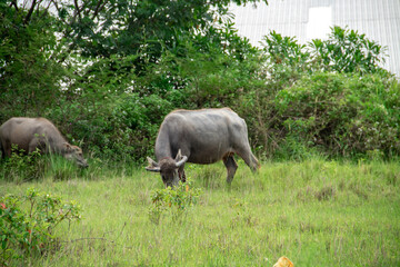 Naklejka premium Background A buffalo eating grass in the field