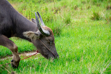 A close look at the head of a buffalo eating grass in the field