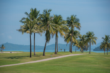 Fototapeta na wymiar Coconut of road in golf course blue sky in sunny day take with tele lens