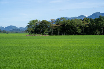 Paddy field in country side. Paddy farm.