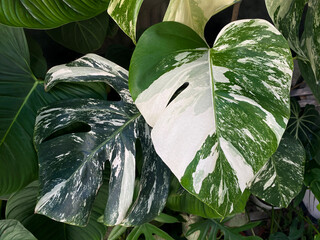 Monstera Deliciosa albo variegated leaf close up © JCM