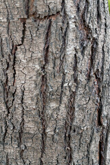 tree texture background