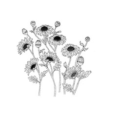 Daisy flower hand drawn vector