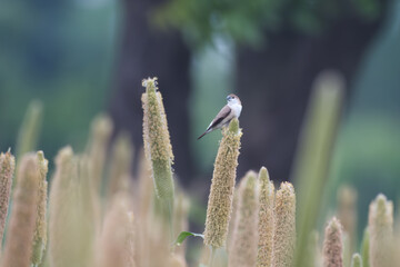 Indian silverbill or white-throated munia (Euodice malabarica)  feeding on Pearl Millet Corn near Saswad in Maharashtra, India