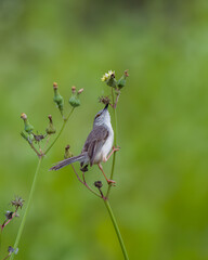Plain prinia (Prinia inornata), also known as the plain wren-warbler or white-browed wren-warbler observed near Parinche village near Saswad in Maharashtra, India