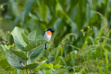 White-bellied minivet (Pericrocotus erythropygius) observed at Parinche village near Saswad in Maharashtra, India
