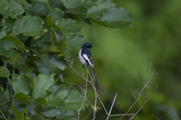 White-bellied minivet (Pericrocotus erythropygius) observed at Parinche village near Saswad in Maharashtra, India