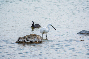 The small white heron or Little egret stands in the lake