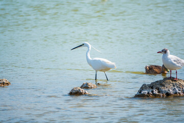 The small white heron or Little egret stands in the lake