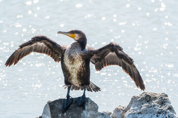 Great cormorant, Phalacrocorax carbo, sits on stone and dries its wings on the wind.